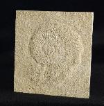 Subplanites rueppelianum QUENSTEDT 1888 - Bild &copy; FossNet FossilienStore